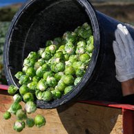 California Agriculture Labor Law News