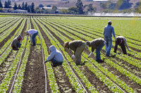The Value of the Undocumented Worker in California Can’t Be Overstated