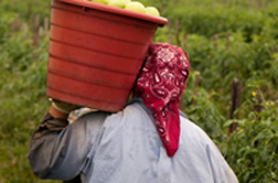 Female California Agriculture Workers Exposed to Harassment, Assault