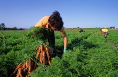 Farm Owners Required to Comply With Overtime Law