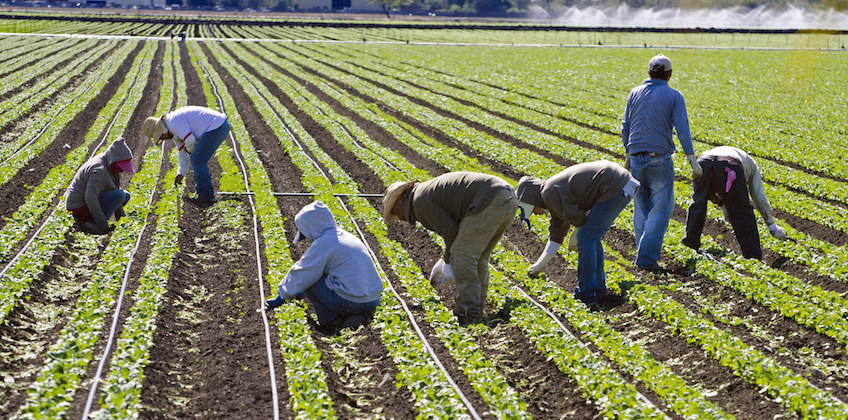 The Value of the Undocumented Worker in California Can’t Be Overstated